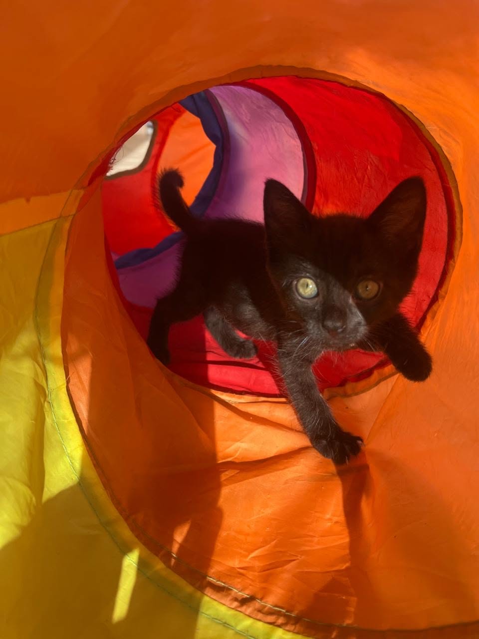 adoption chat ile de france