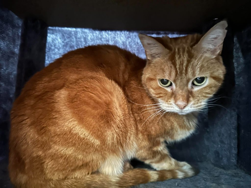 adoption chat clichy