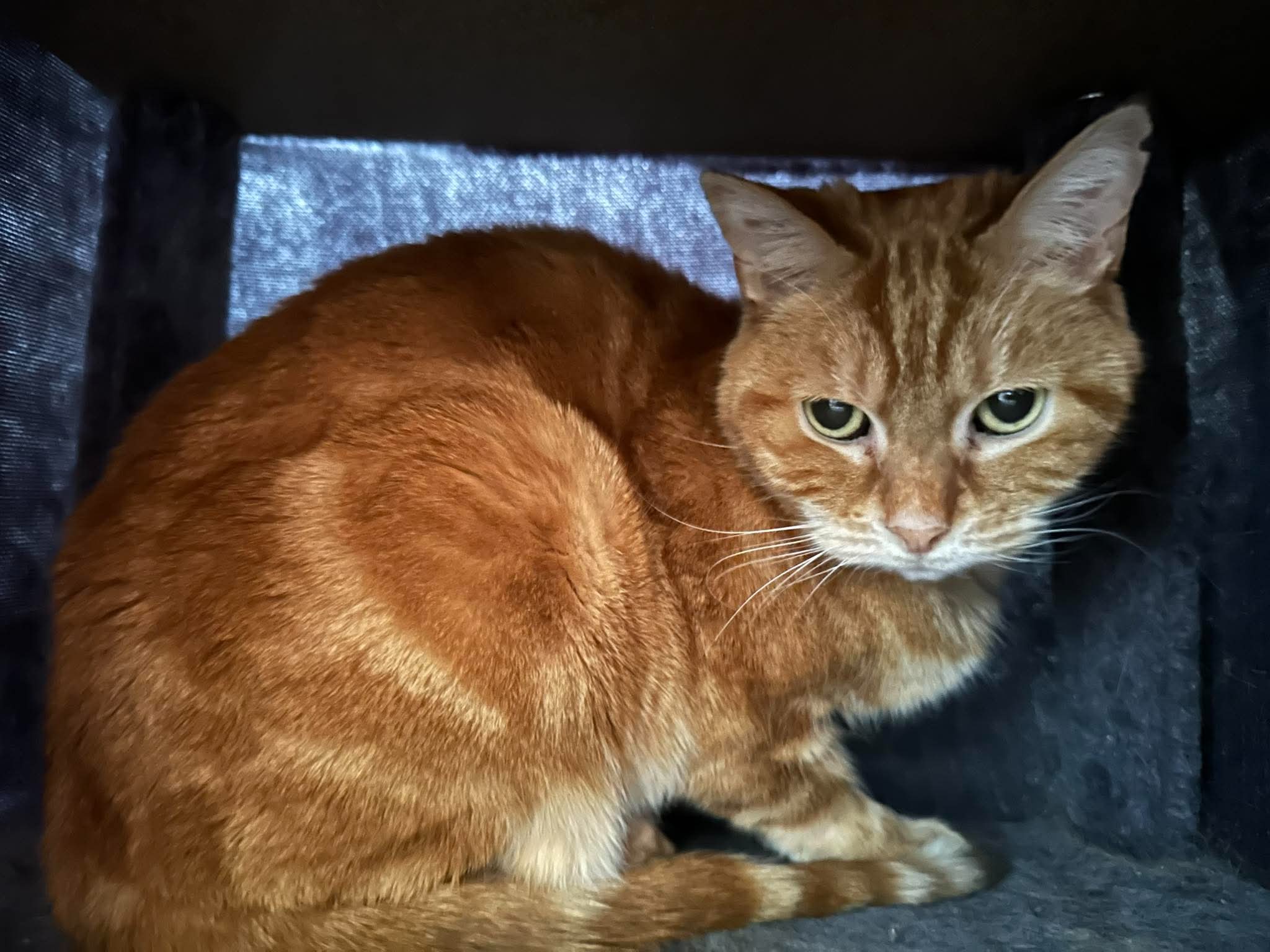 adoption chat clichy