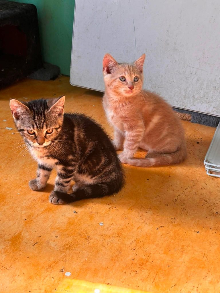 adoption ile de france