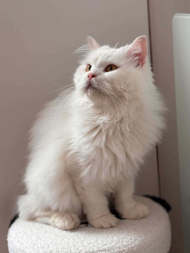 adoption chat Herblay 95