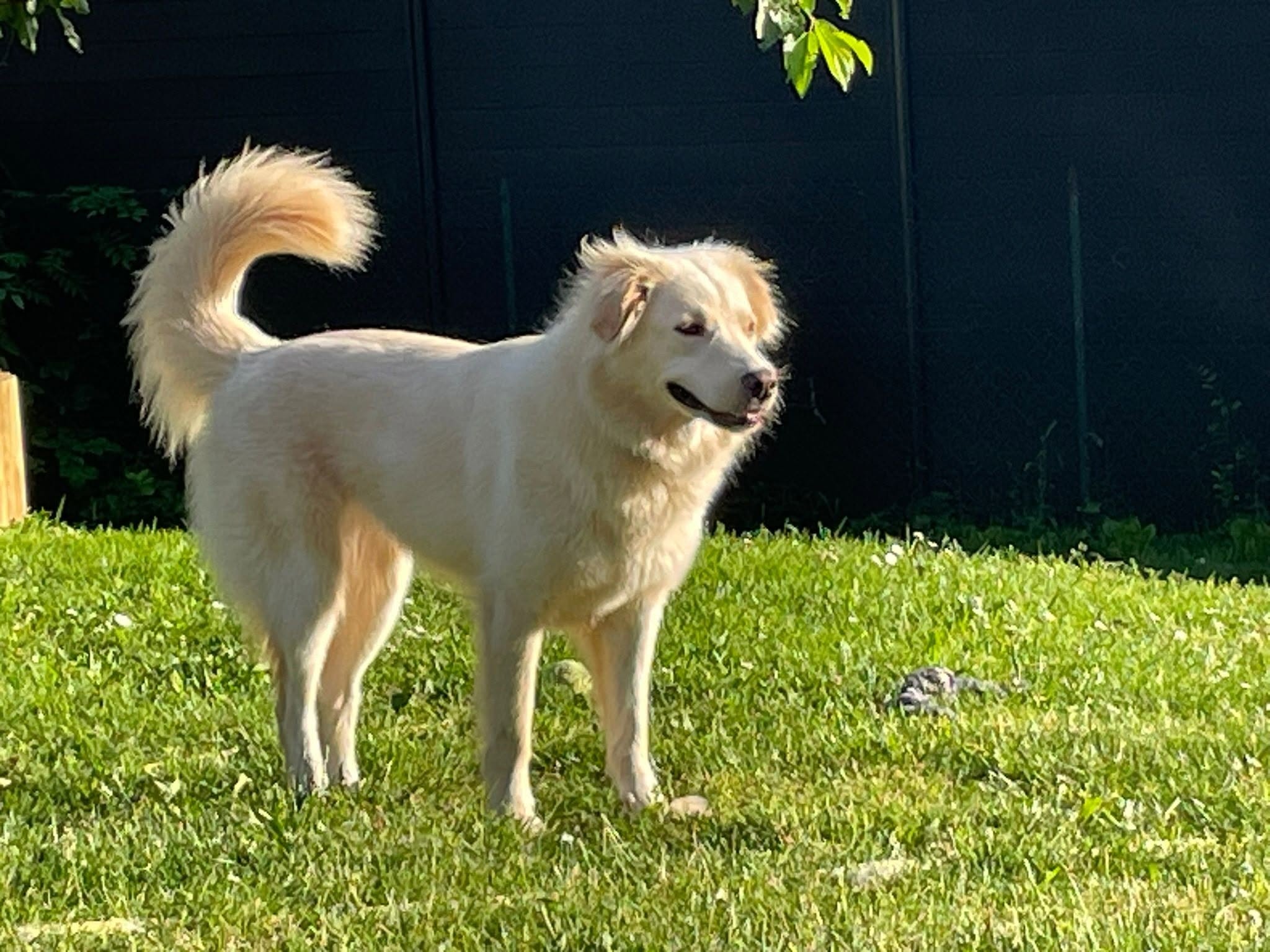 adoption chien ile de france