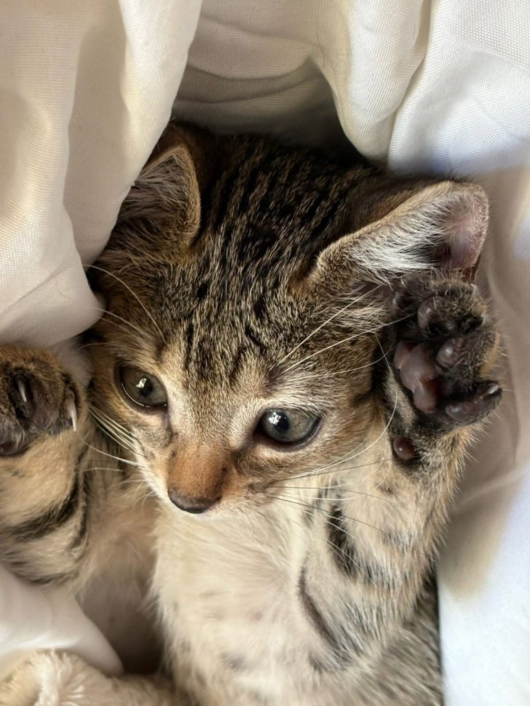 adoption chat ile de france