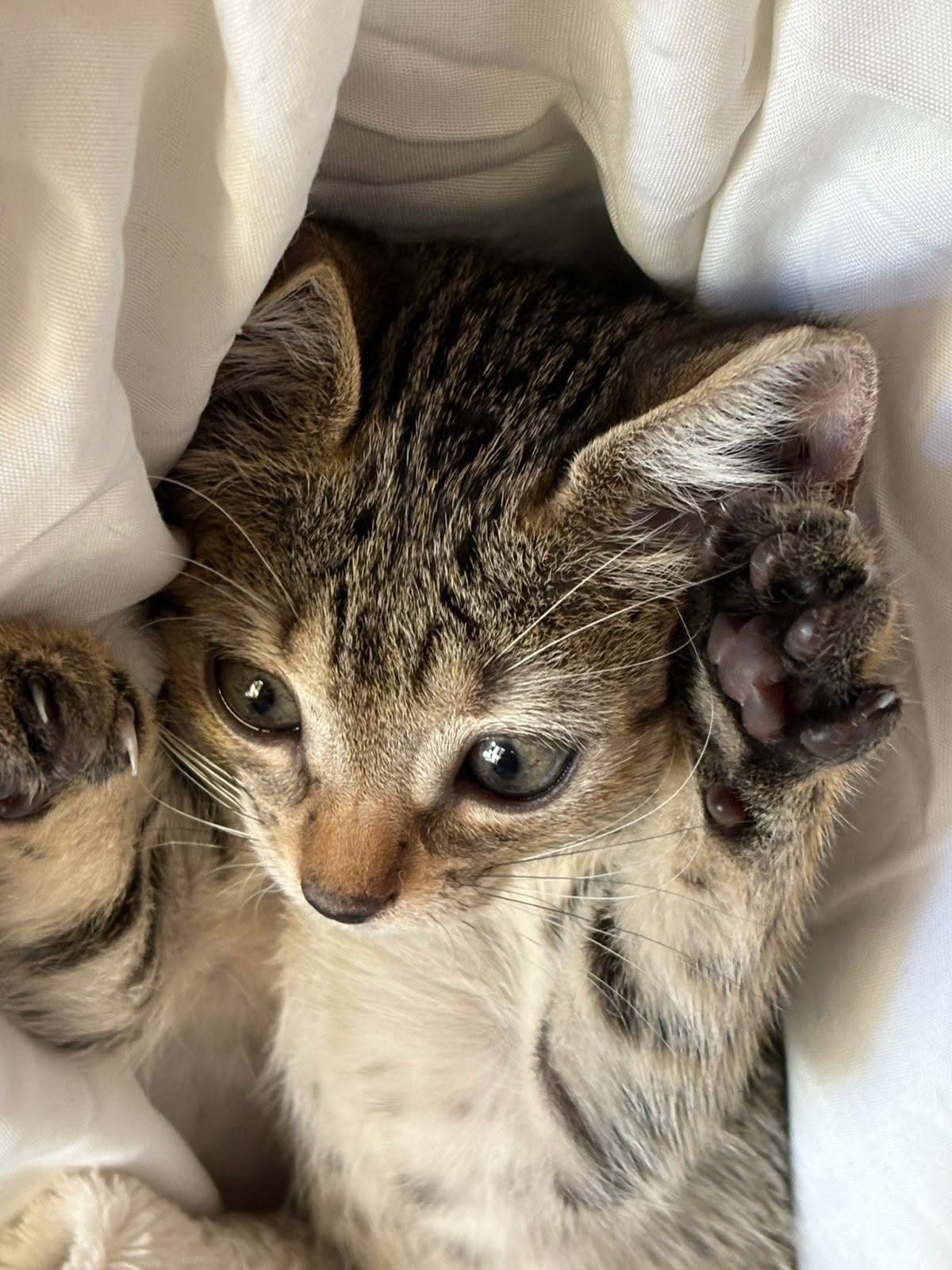 adoption chat ile de france