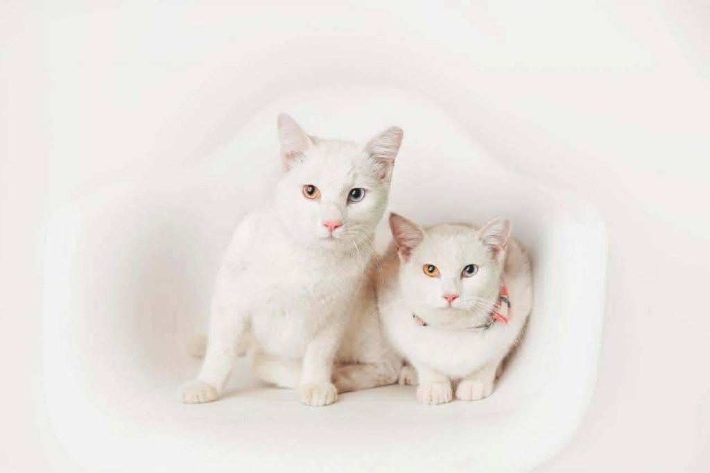 adoption chat ile de france