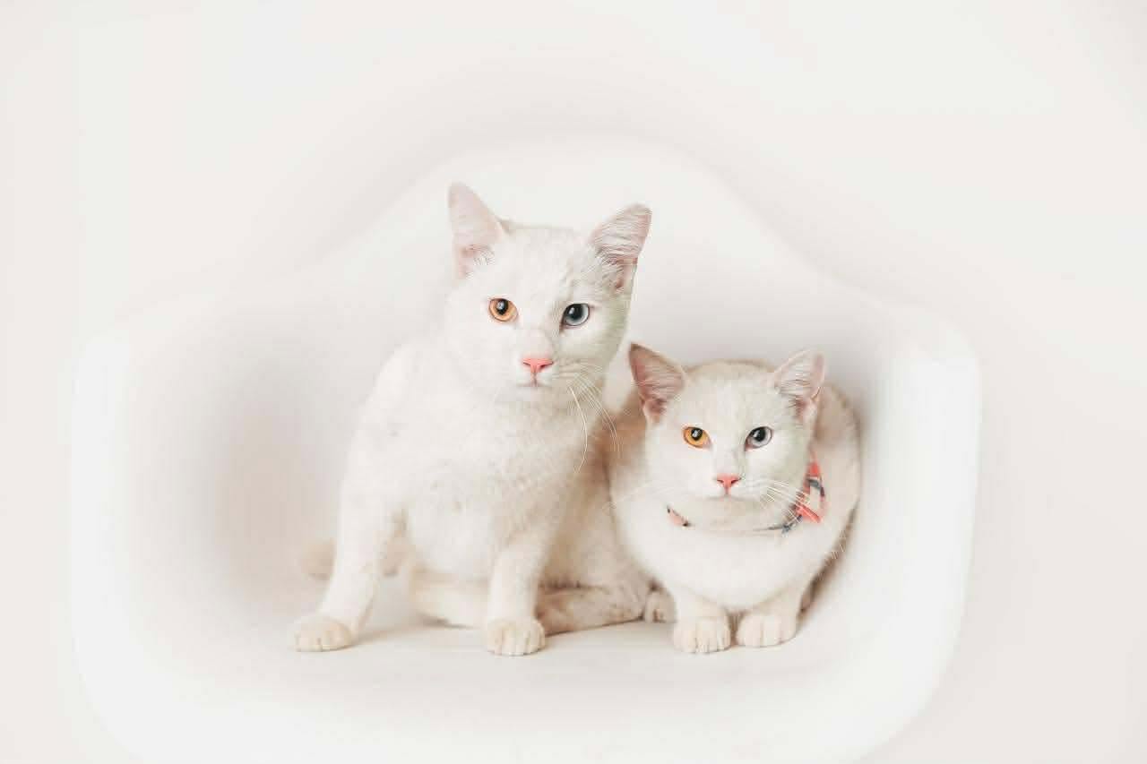 adoption chat ile de france