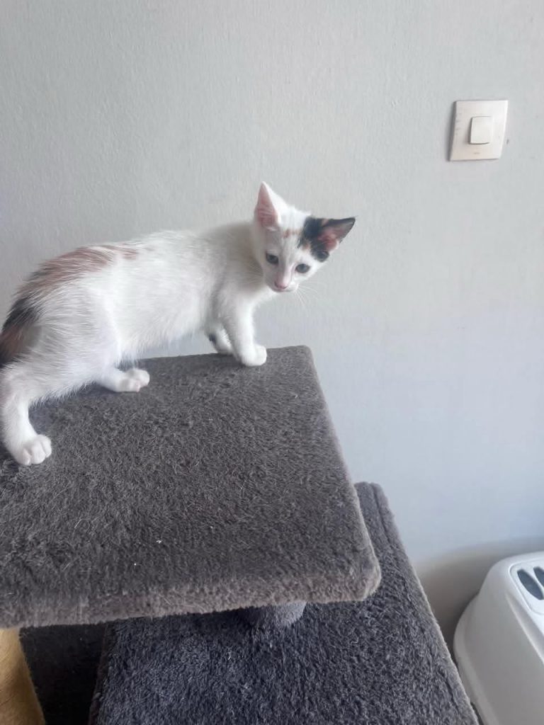 adoption chat Parsi