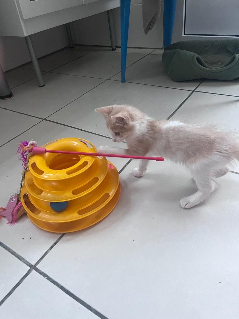 adoption chat ile de france