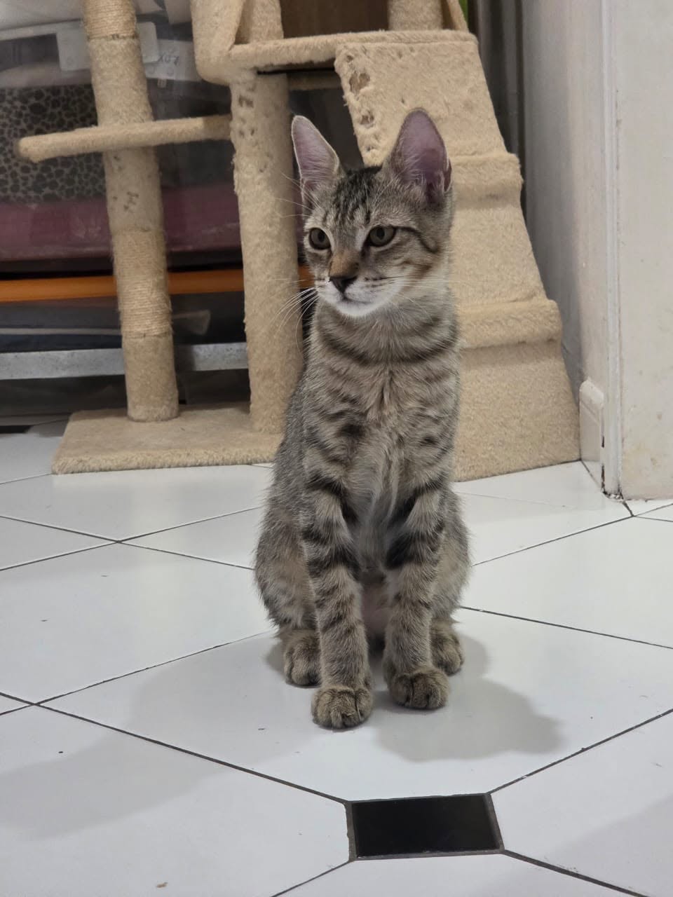adoption chat ile de france