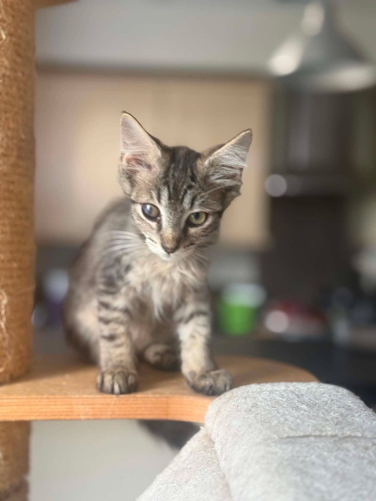 adoption chat ile de france