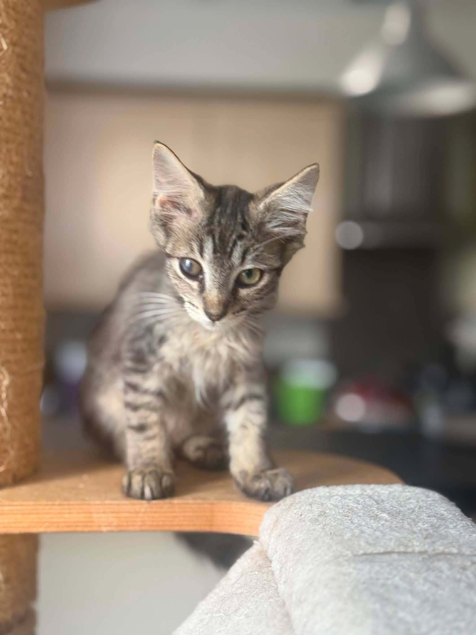 adoption chat ile de france