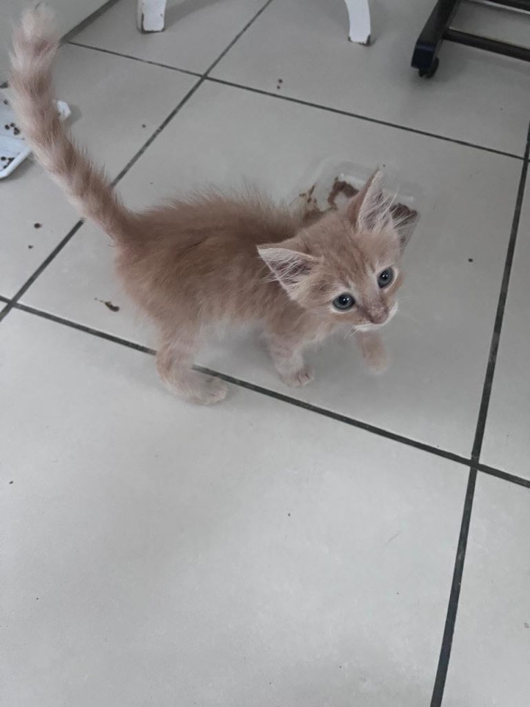 adoption chat ile de france