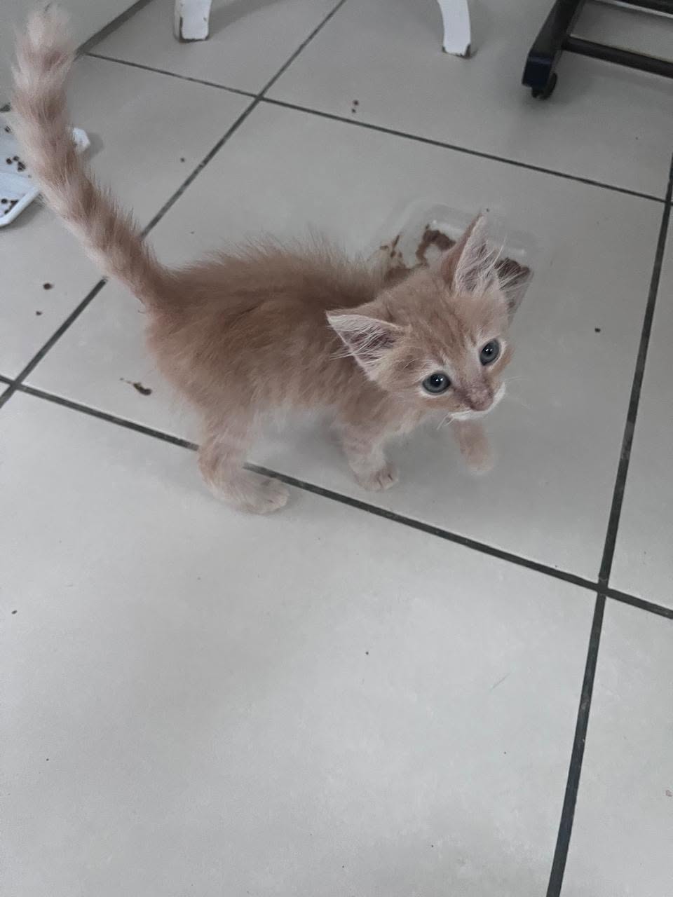 adoption chat ile de france
