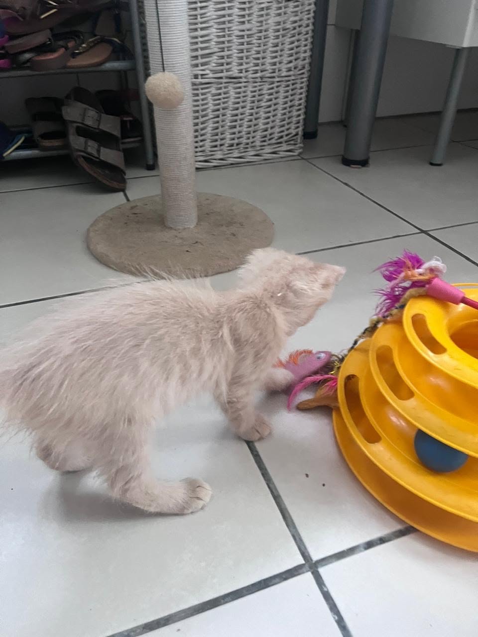 adoption chat ile de france