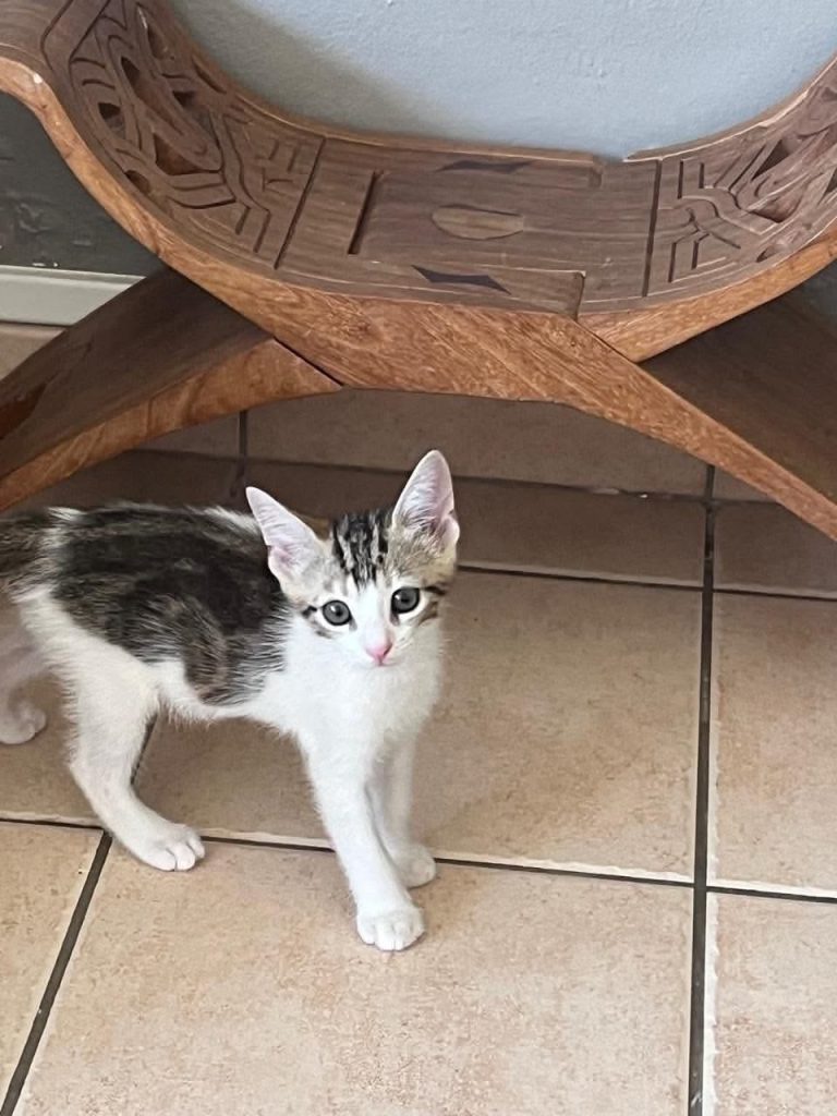 adoption chat Paris