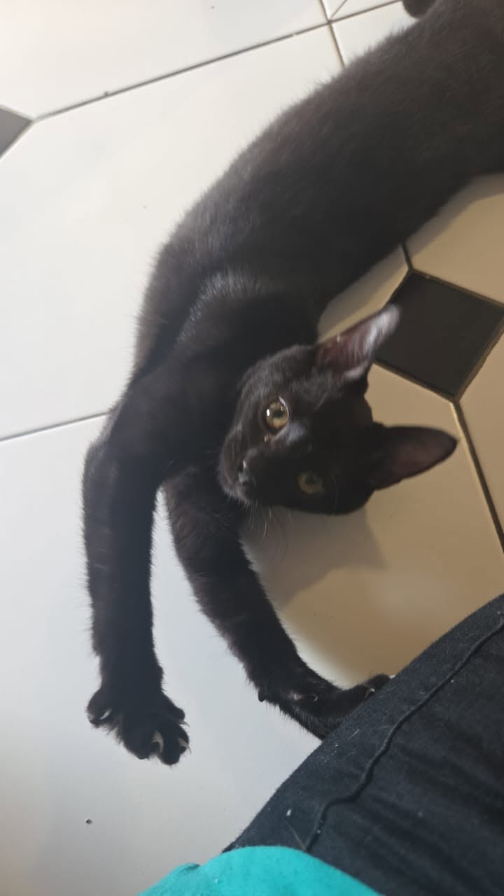 adoption chat ile de france