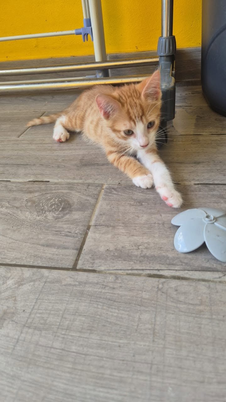 adoption chat ile de france
