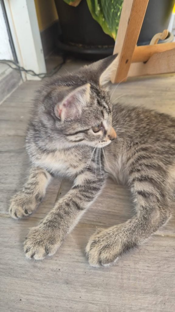 adoption chat ile de france