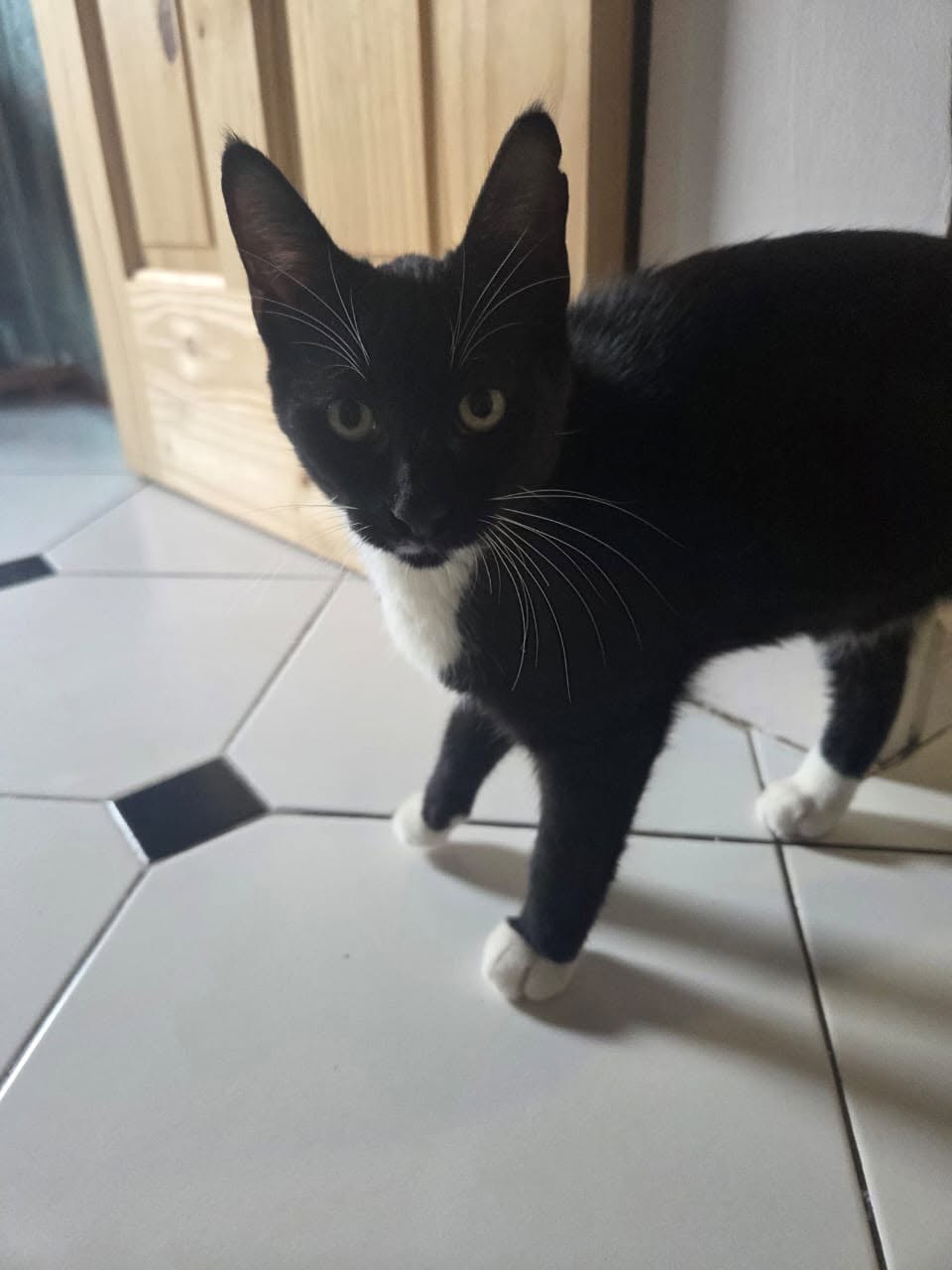 adoption chat ile de france