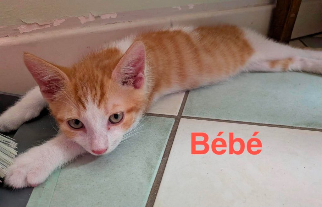 adoption chat 92