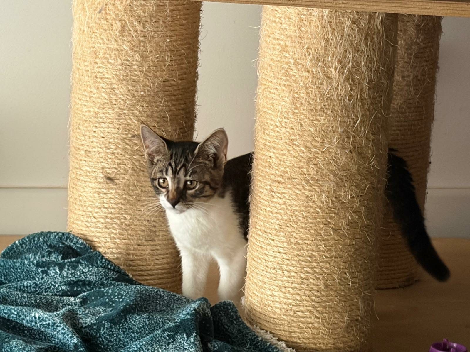 adoption chaton Domont