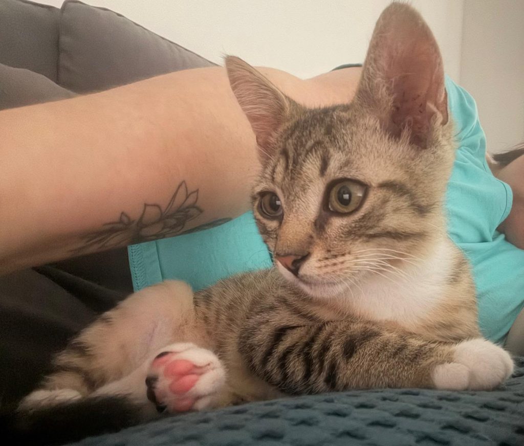 adoption chaton Domont