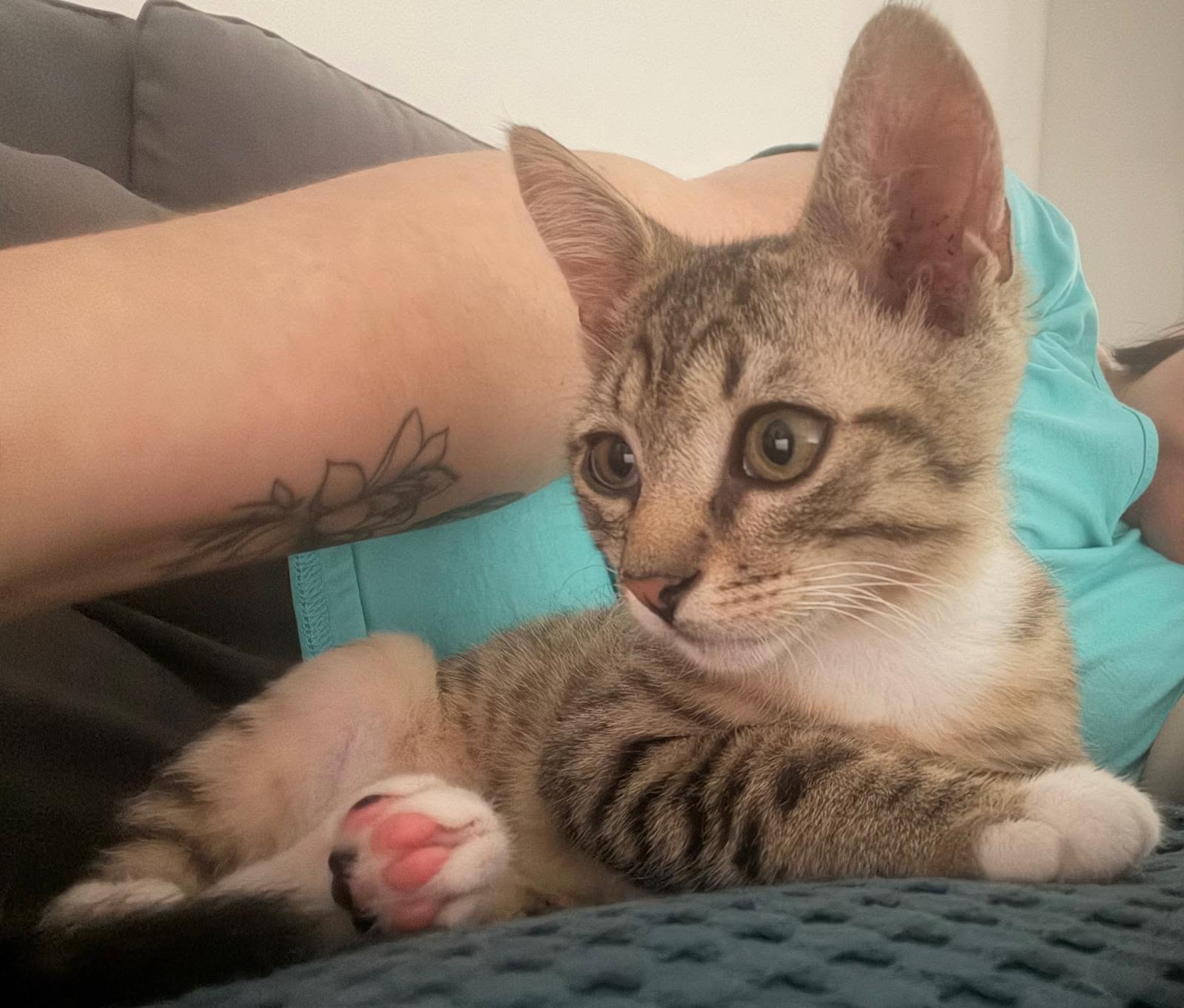 adoption chaton Domont