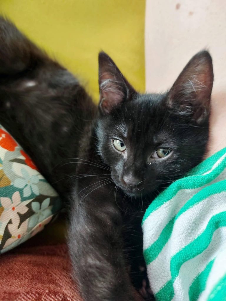 adoption chat Parsi