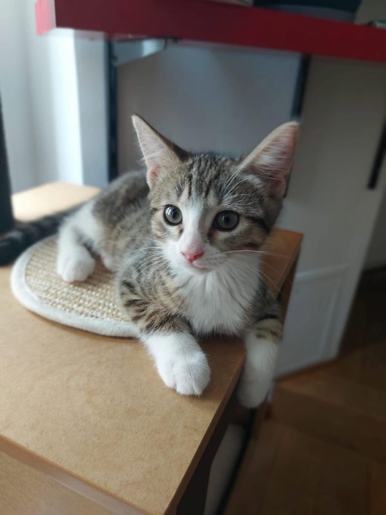 adoption chat paris