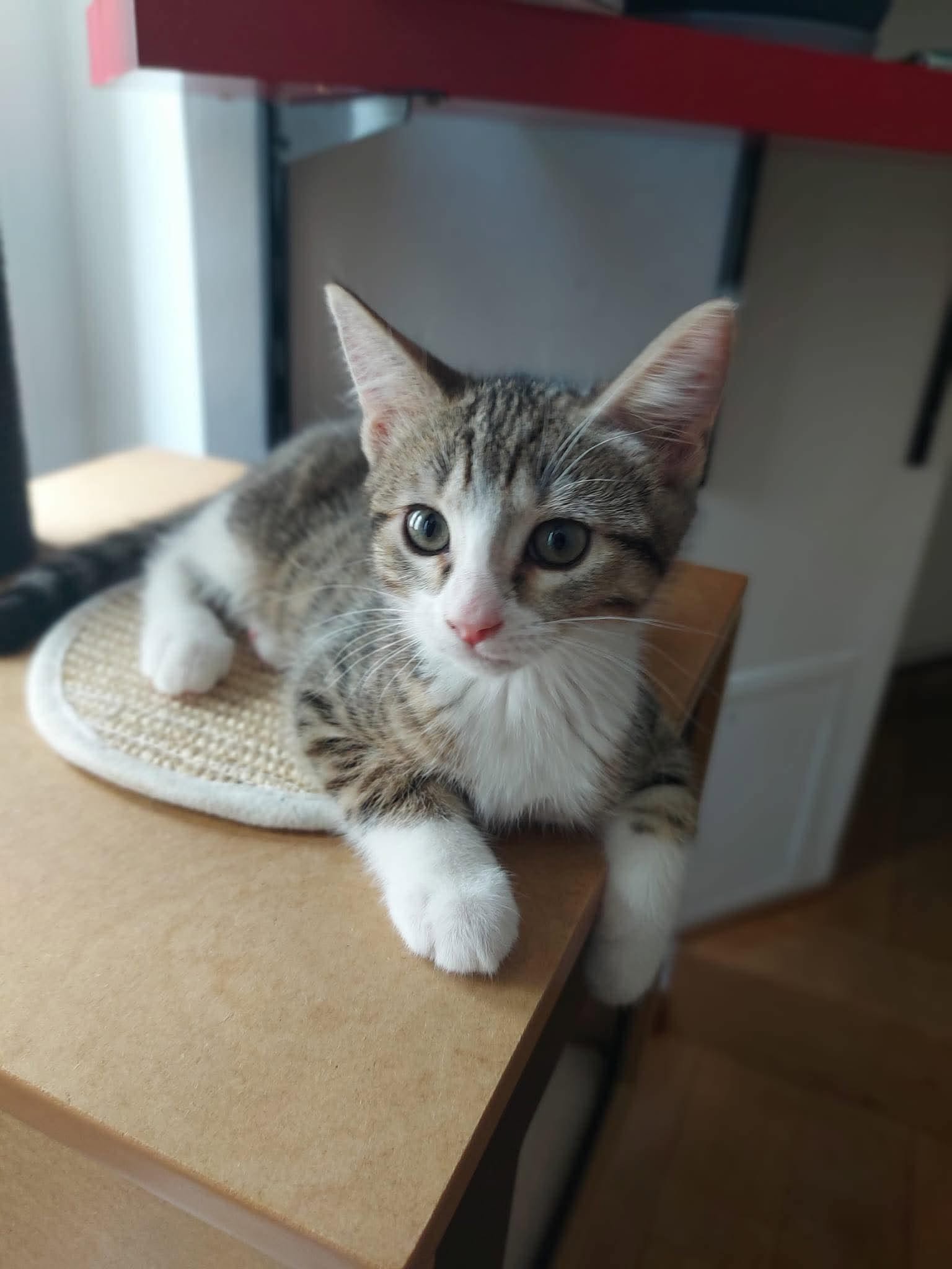 adoption chat paris