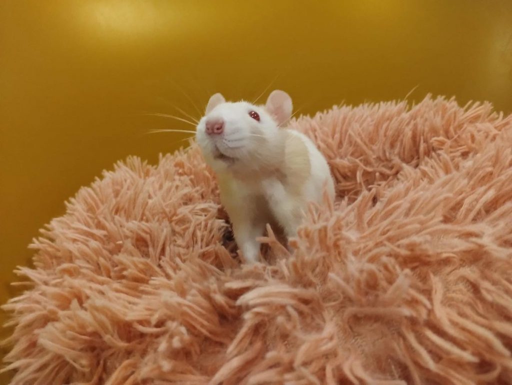 adoption rat 71