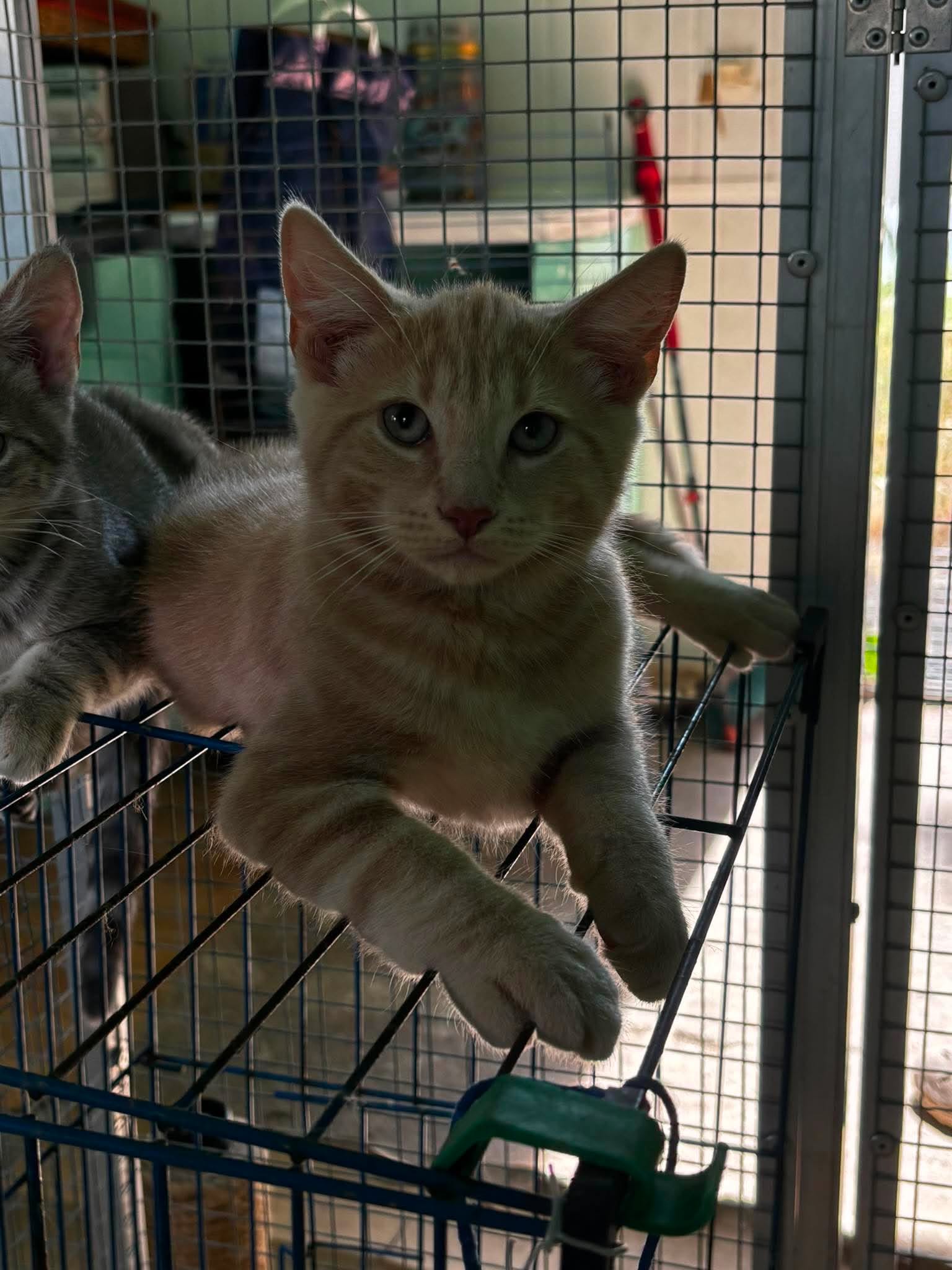 adoptionchaton conflans sainte honorine