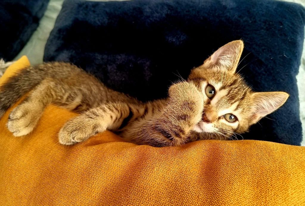 adoption chat Paris