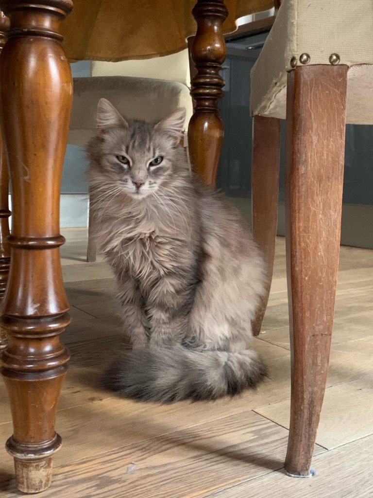 adoptionchat Paris