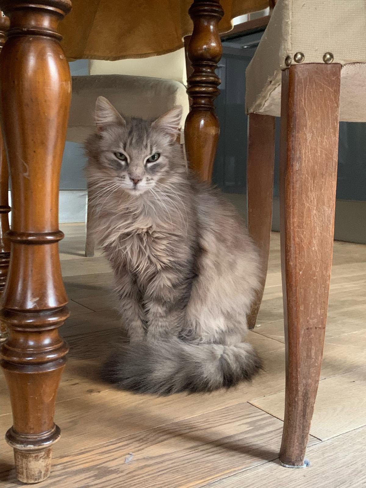adoptionchat Paris