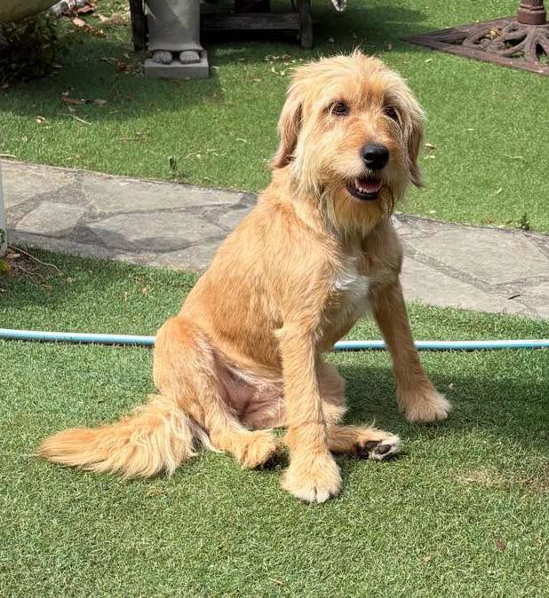 adoption chien Val de MArne