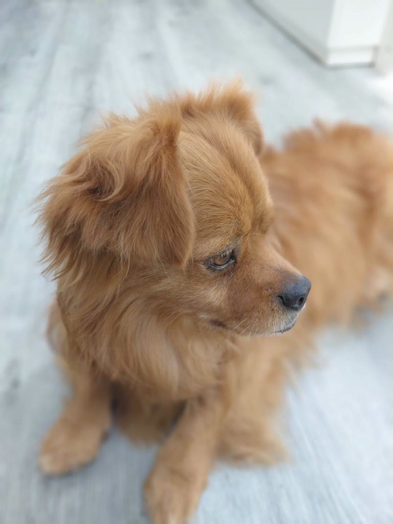 adoption chien 95