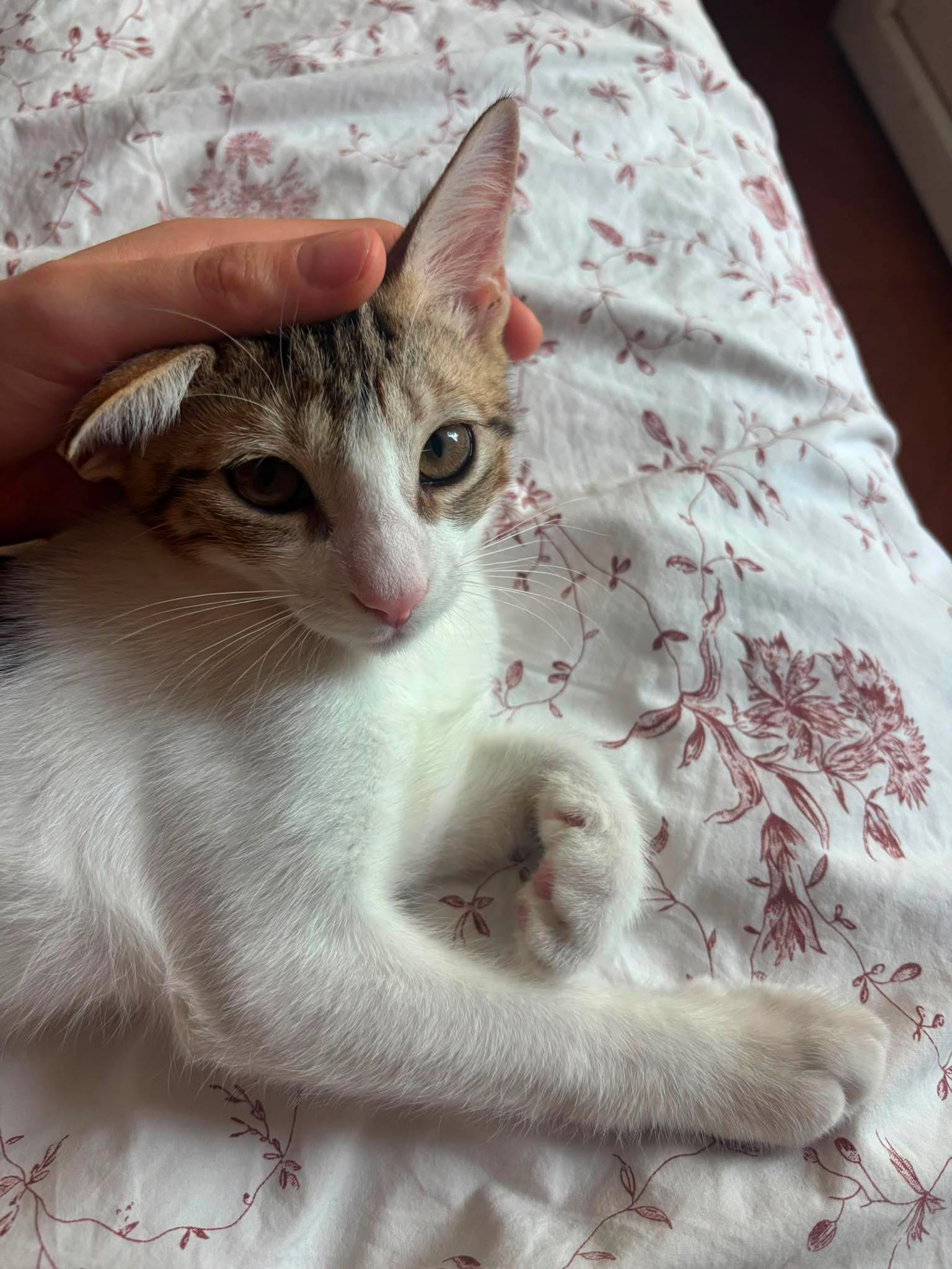 adoption chaton 75
