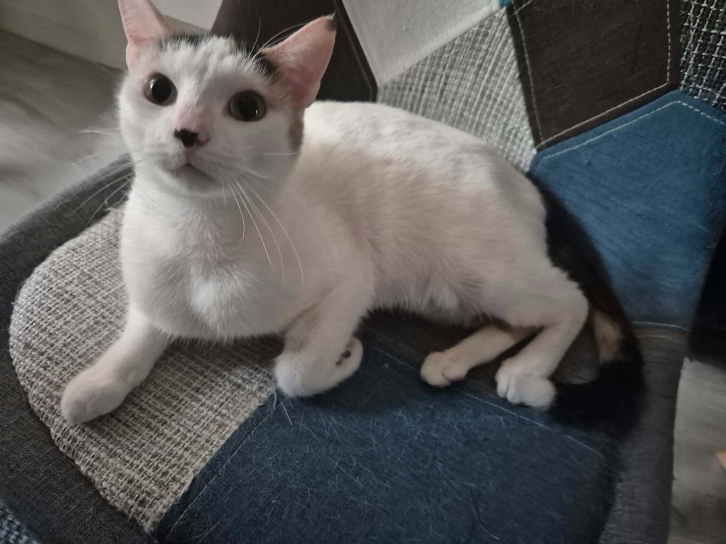 adoption chat Rueil Malmaison