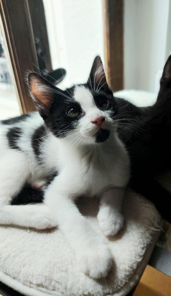 adoption chat paris