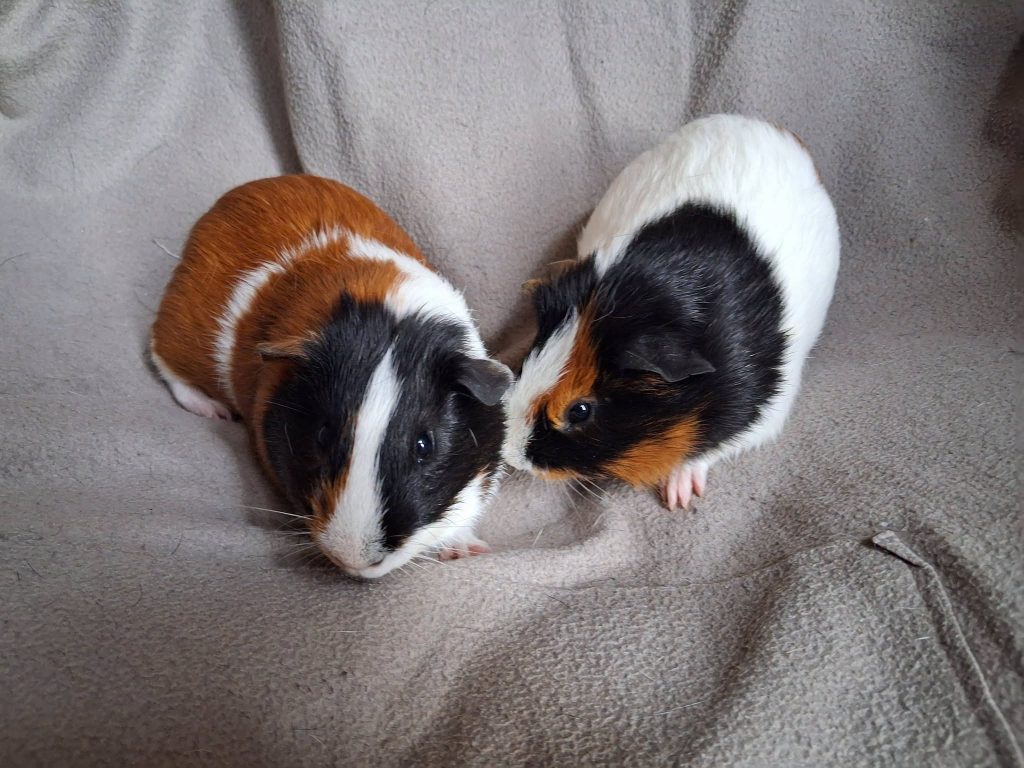 adoption cochon d'inde males 95