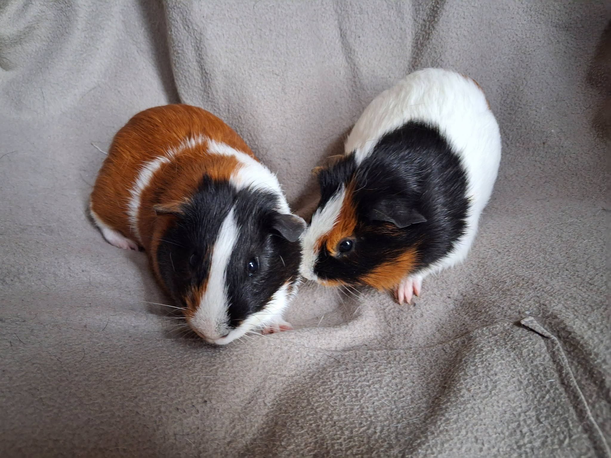 adoption cochon d'inde males 95