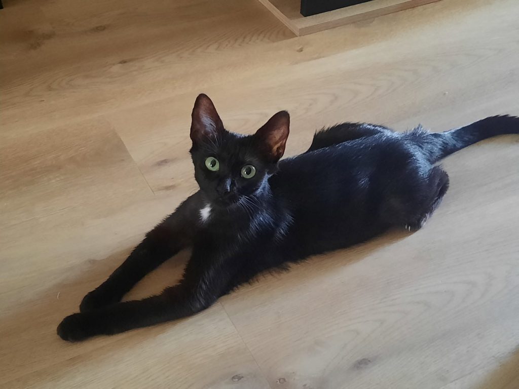 adoption chat Paris