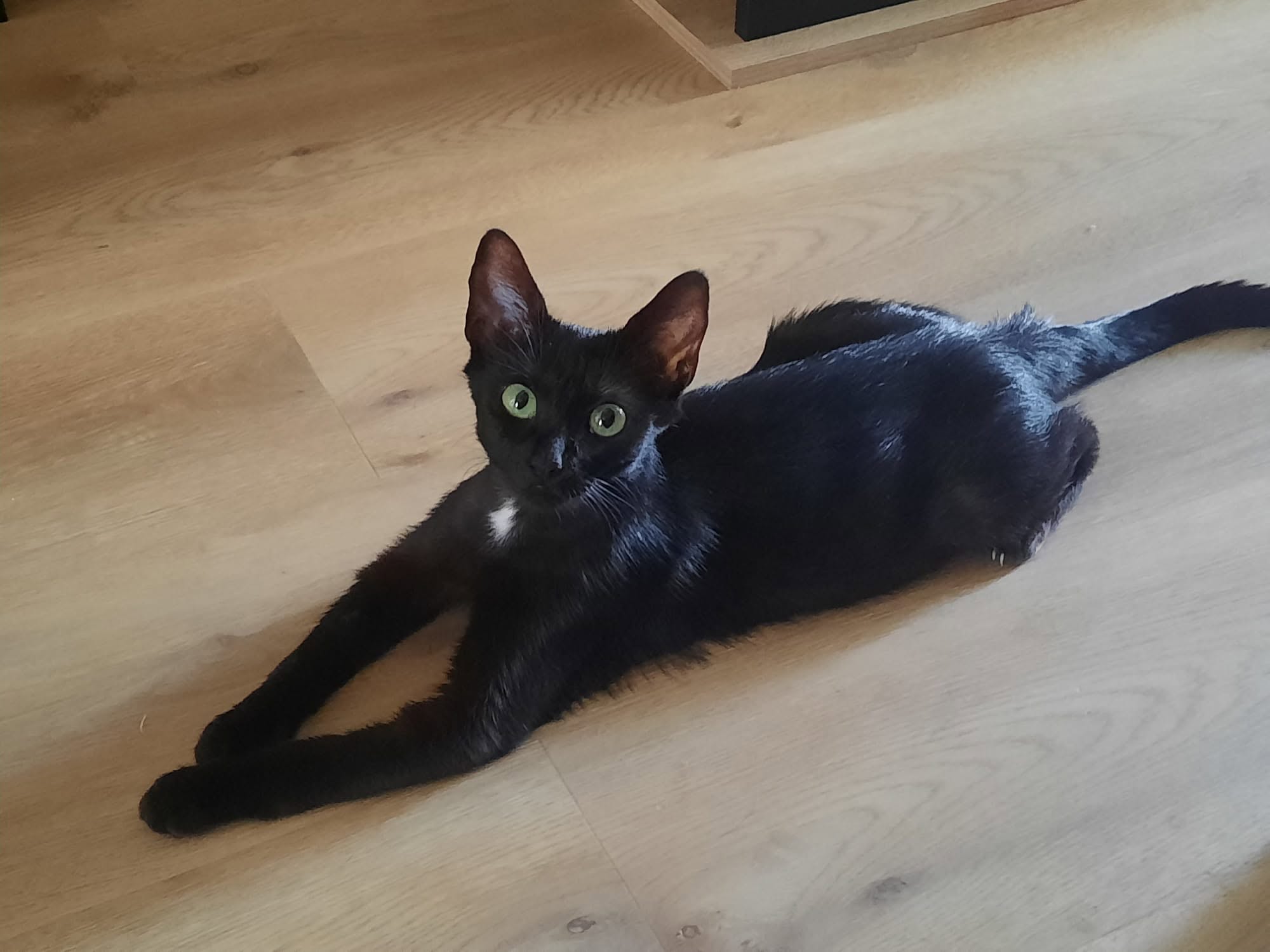 adoption chat Paris
