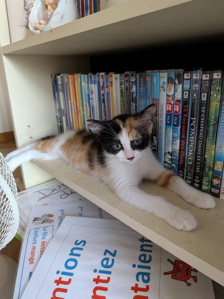 adoption chat 92