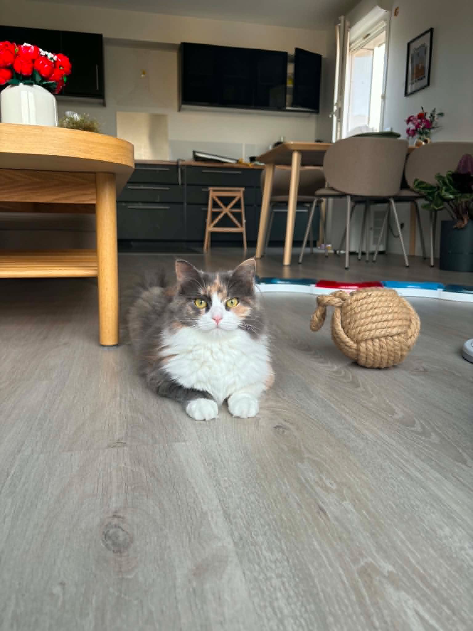 adoption chat 77