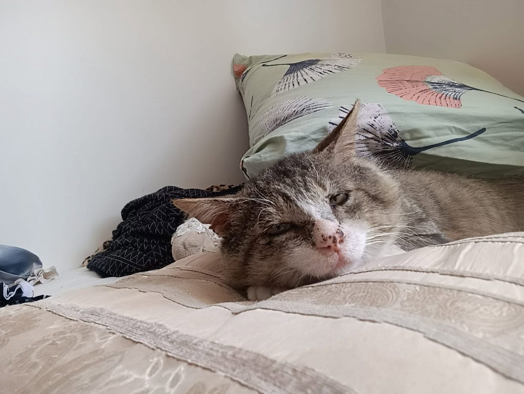 adoption chat 94