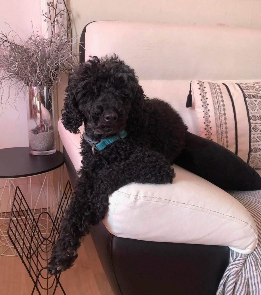 adoption chien ile de france