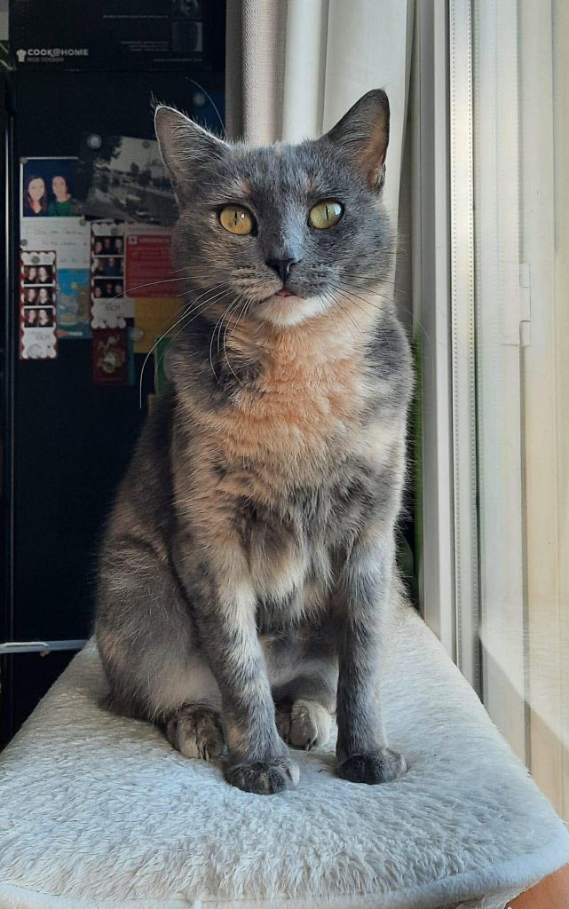 Adoption chat 92