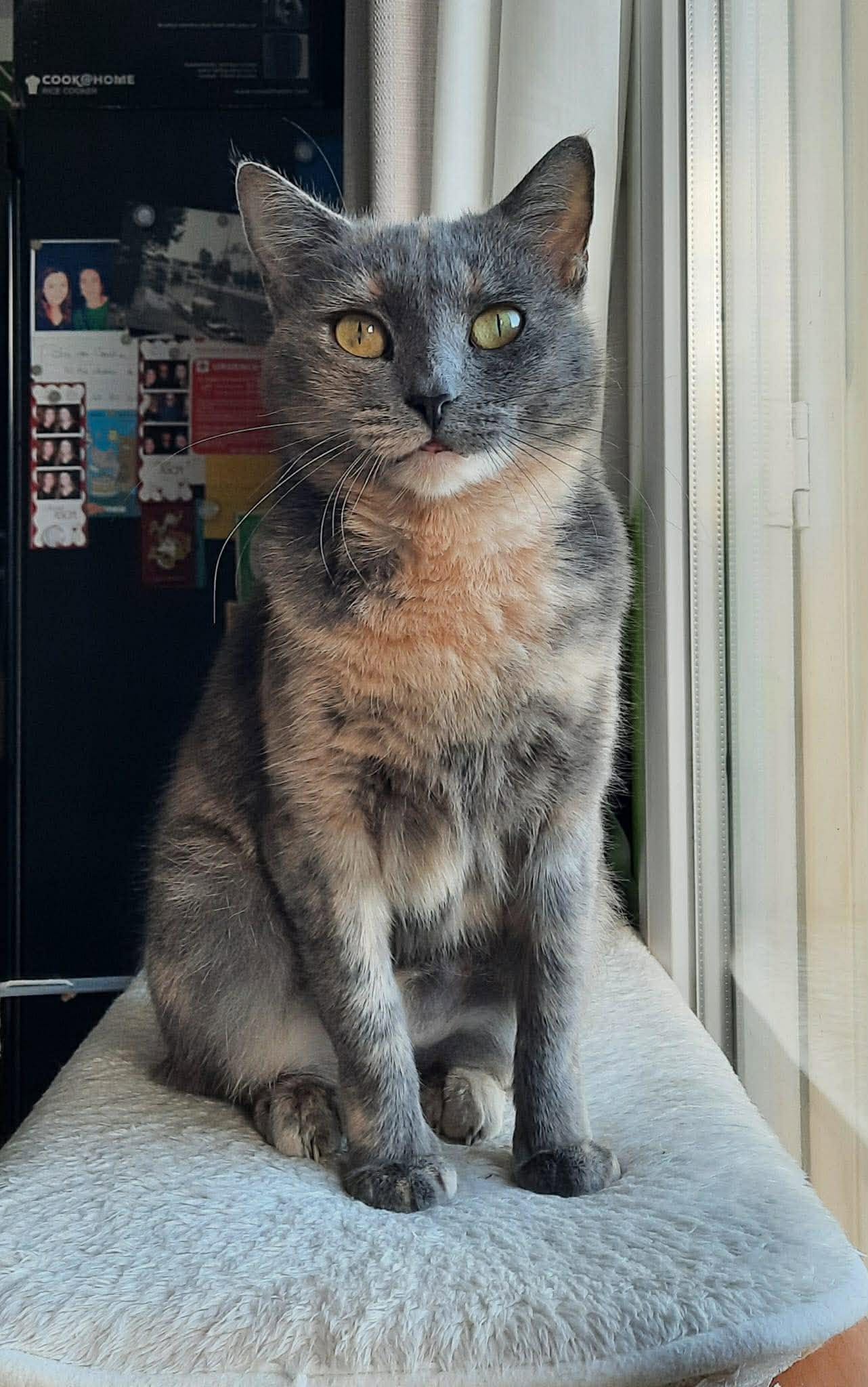 Adoption chat 92